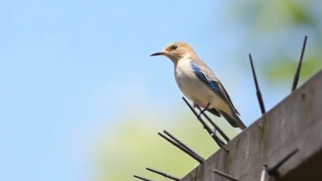 How Do Bird Spikes Help with the Bird Control Problem